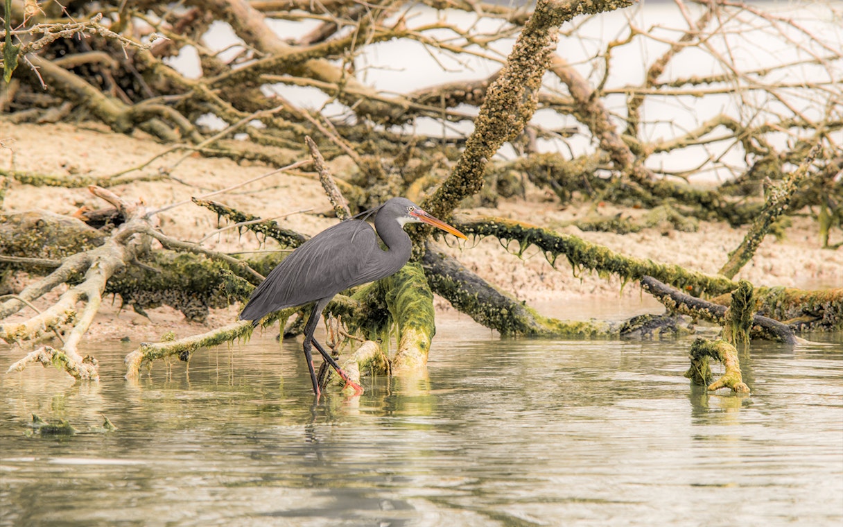 Heron standing among mangrove roots in Abu Dhabi.