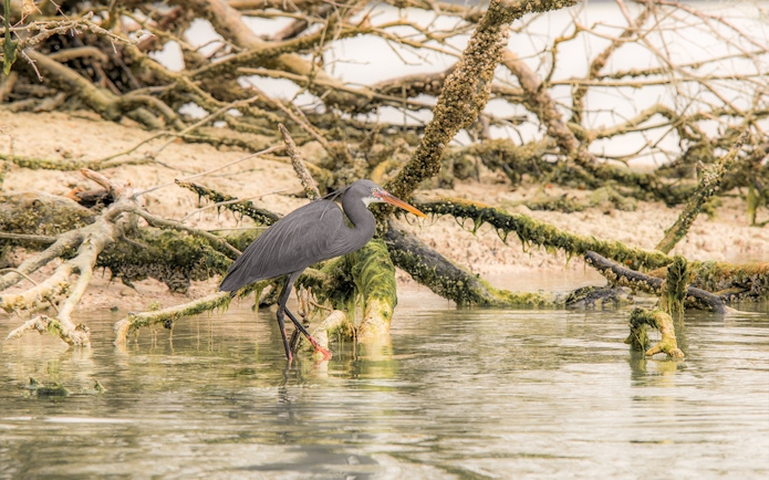 Heron standing among mangrove roots in Abu Dhabi.
