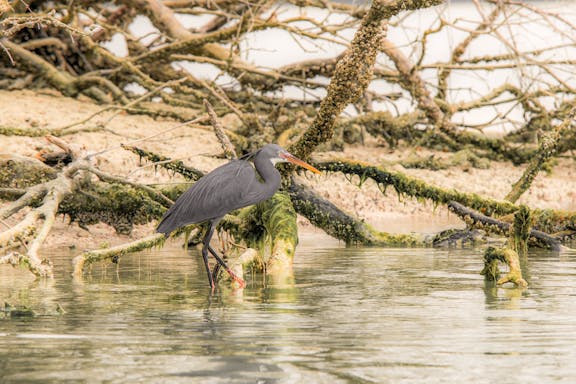 tickets to mangrove kayaking in abu dhabi-6