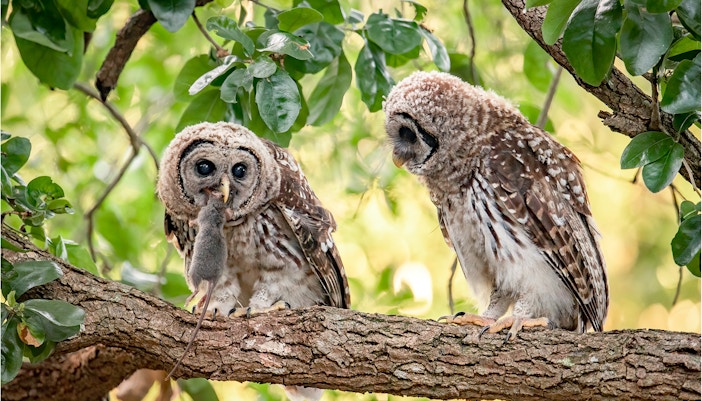 Barred owl with prey on a tree branch in Everglades National Park, Florida.