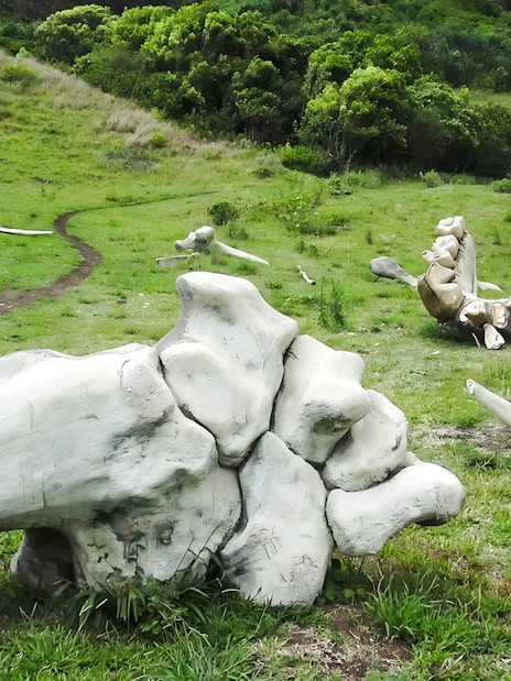 Giant skull and bones at Kualoa Ranch, Hawaii, with a person exploring the area.