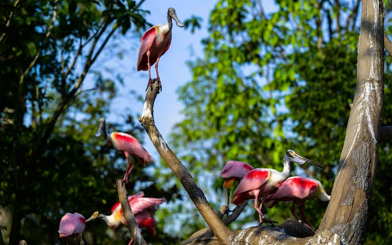 Roseate Spoonbills at Bird Paradise Singapore