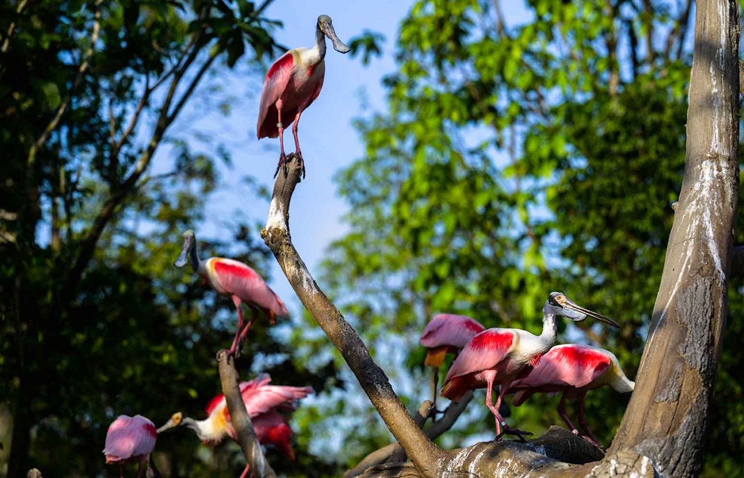Singapore Zoo entrance with visitors, River Safari boat, Night Safari tram, and Bird Paradise aviary in Singapore.