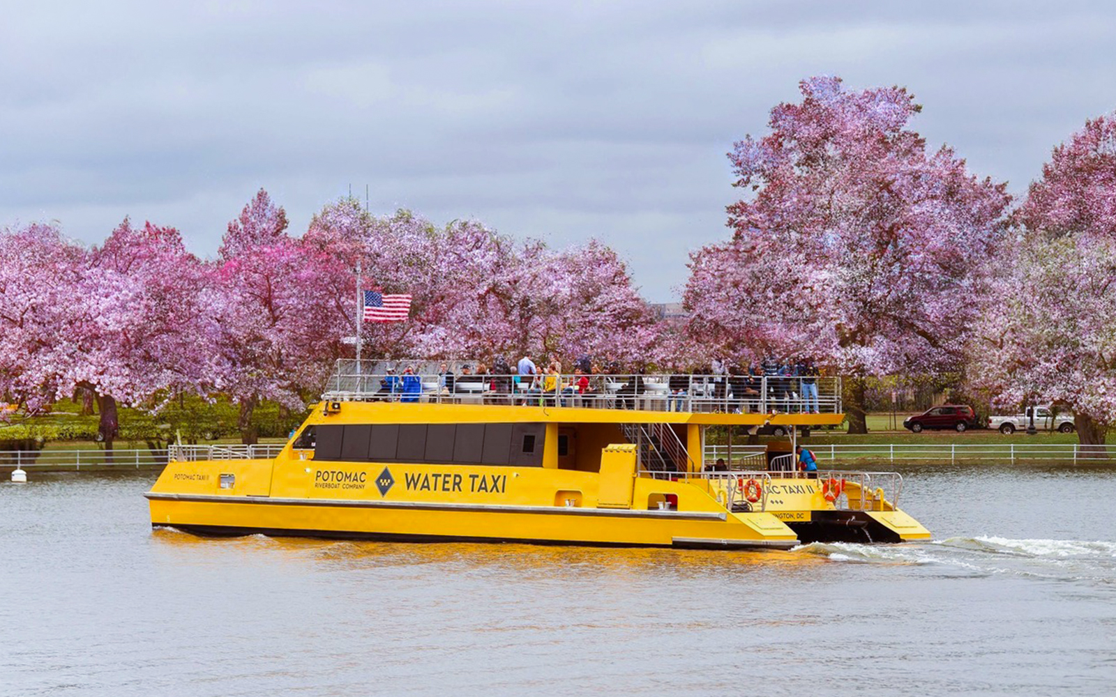 Yellow water taxi on Potomac River with cherry blossoms in Washington DC.