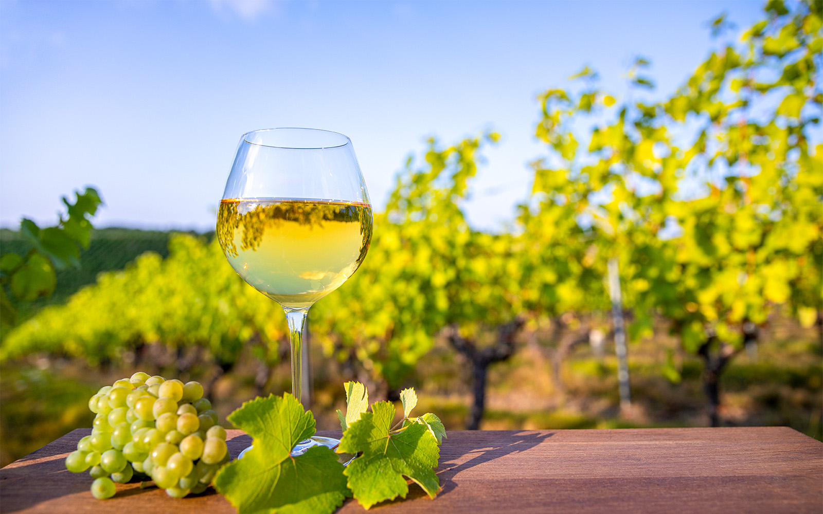 Loire Valley Wineries