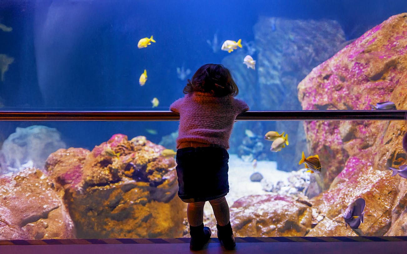 Child watching colorful fish at Livorno Aquarium.