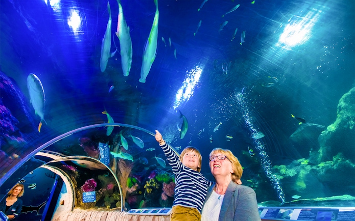 Guests in underwater tunnel with marine life at Sea Life Timmendorfer Strand.