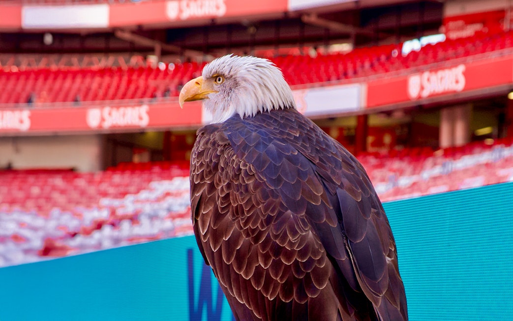 Eagle perched inside Benfica Stadium, Lisbon.