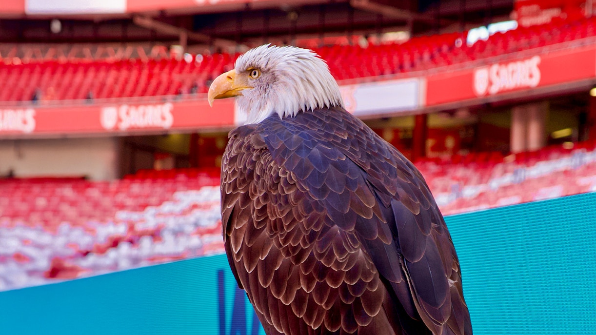 Eagle perched inside Benfica Stadium, Lisbon.