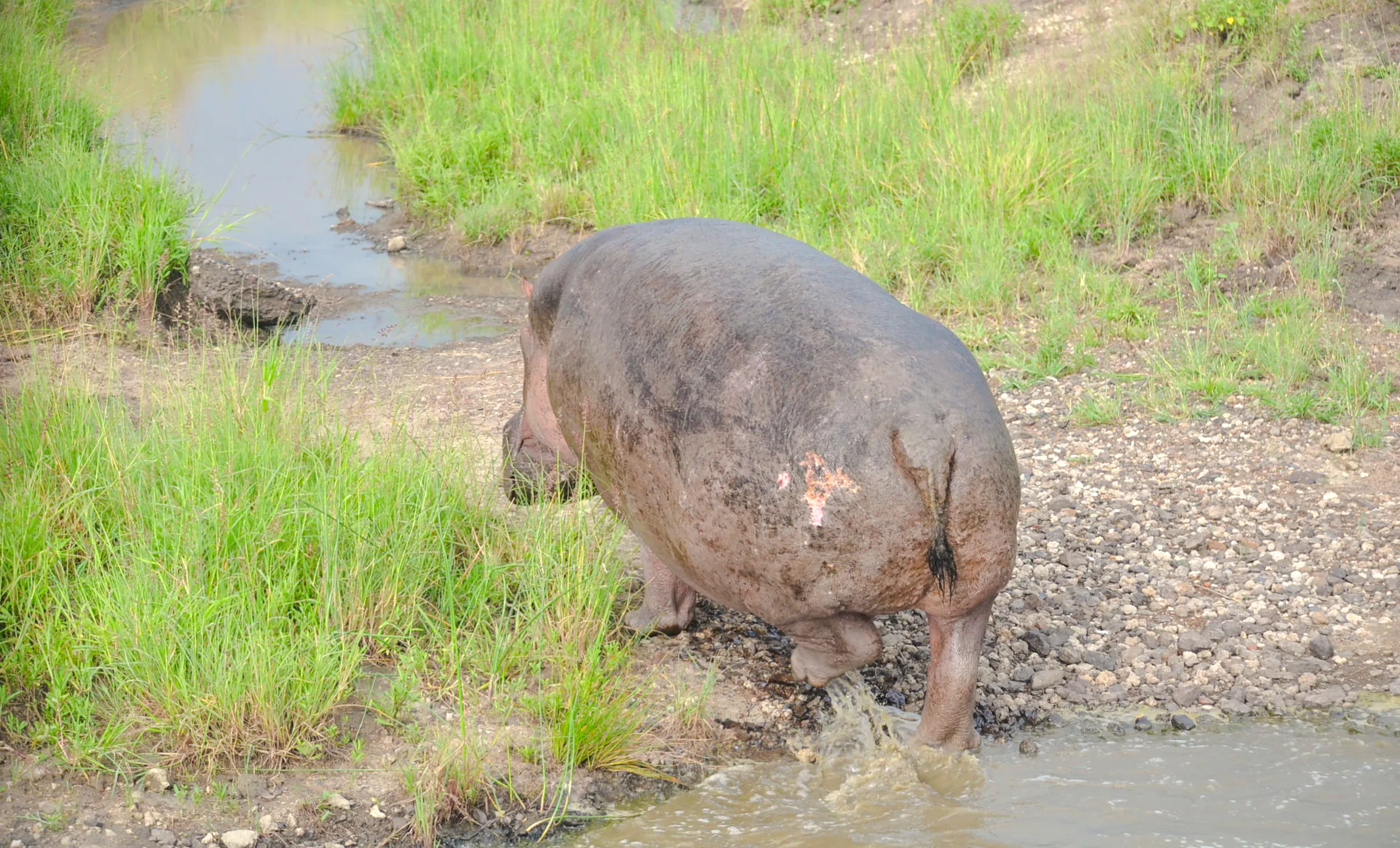 Hippo walking through water at Nairobi National Park, Nairobi.