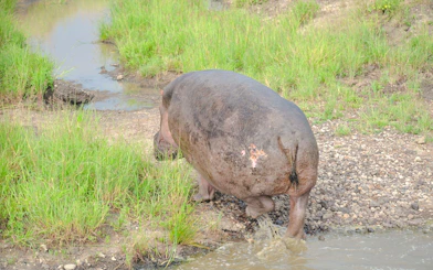 Hippo walking through water at Nairobi National Park, Nairobi.