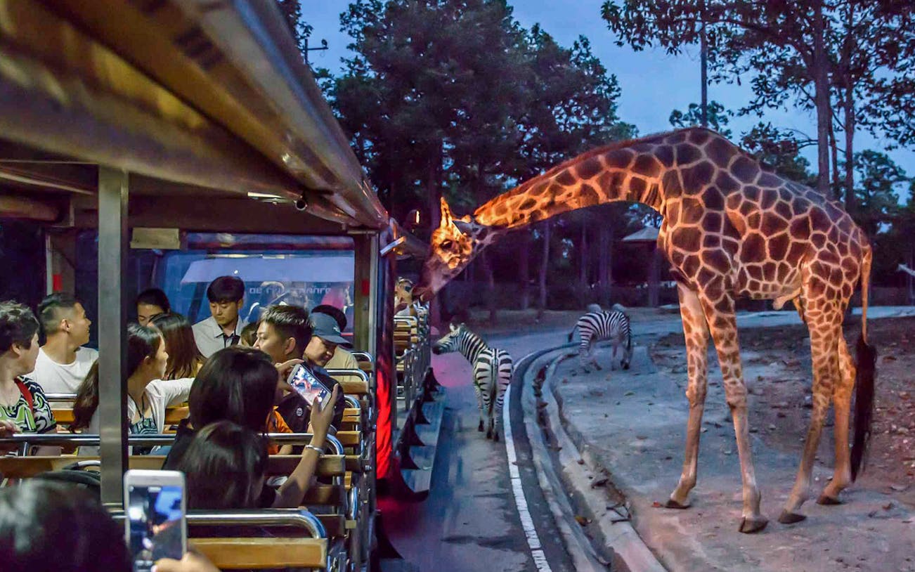 People feeding a giraffe from a tram at Night Safari Park, Chiang Mai.