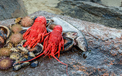 Fresh Tasmanian seafood including lobster, abalone, and fish on a rocky shore.