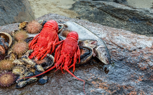 Fresh Tasmanian seafood including lobster, abalone, and fish on a rocky shore.