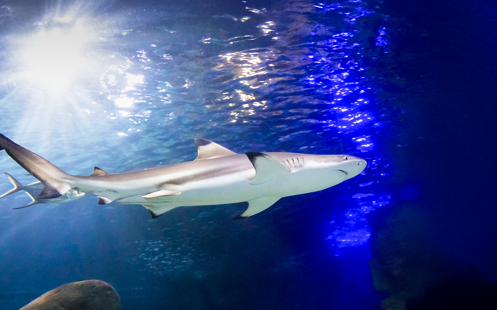 Shark swimming in the Tropical Ocean zone at SEA LIFE Munich.