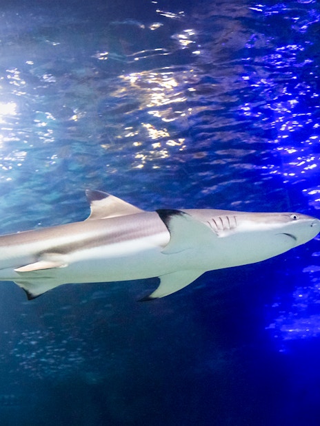Shark swimming in the Tropical Ocean zone at SEA LIFE Munich.