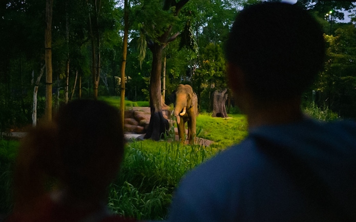 Elephant in forested area at Chawang Exhibit, viewed by two people.