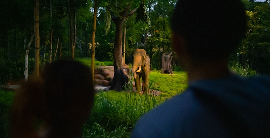 Elephant in forested area at Chawang Exhibit, viewed by two people.