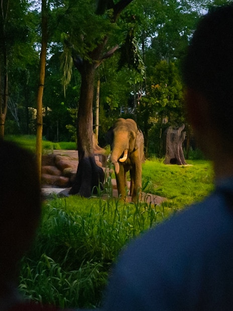 Elephant in forested area at Chawang Exhibit, viewed by two people.