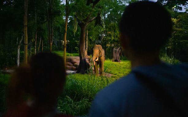 Elephant in forested area at Chawang Exhibit, viewed by two people.
