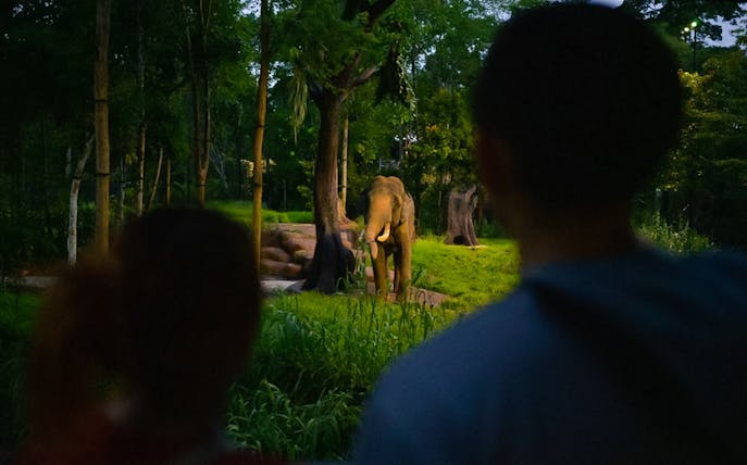 Elephant in forested area at Chawang Exhibit, viewed by two people.