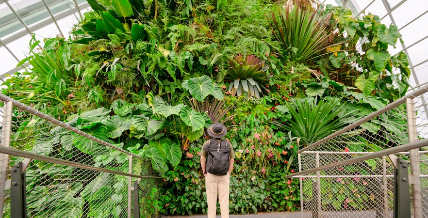 Tourist exploring lush greenery in Singapore's Cloud Forest.