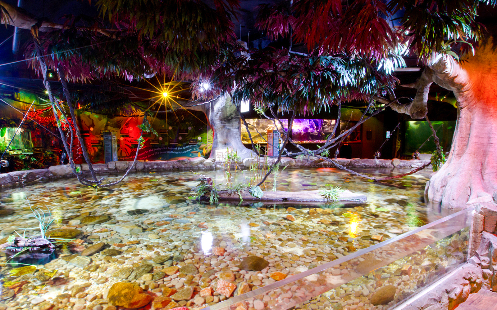 Indoor rainforest exhibit with clear water and lush trees at SEA LIFE Melbourne.