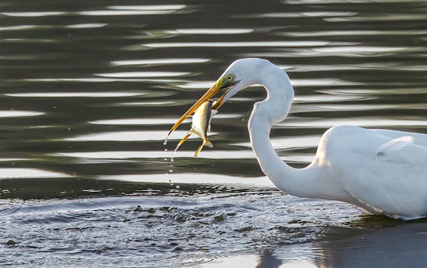 Egret catching fish in Weston Wetland River, Sabah.