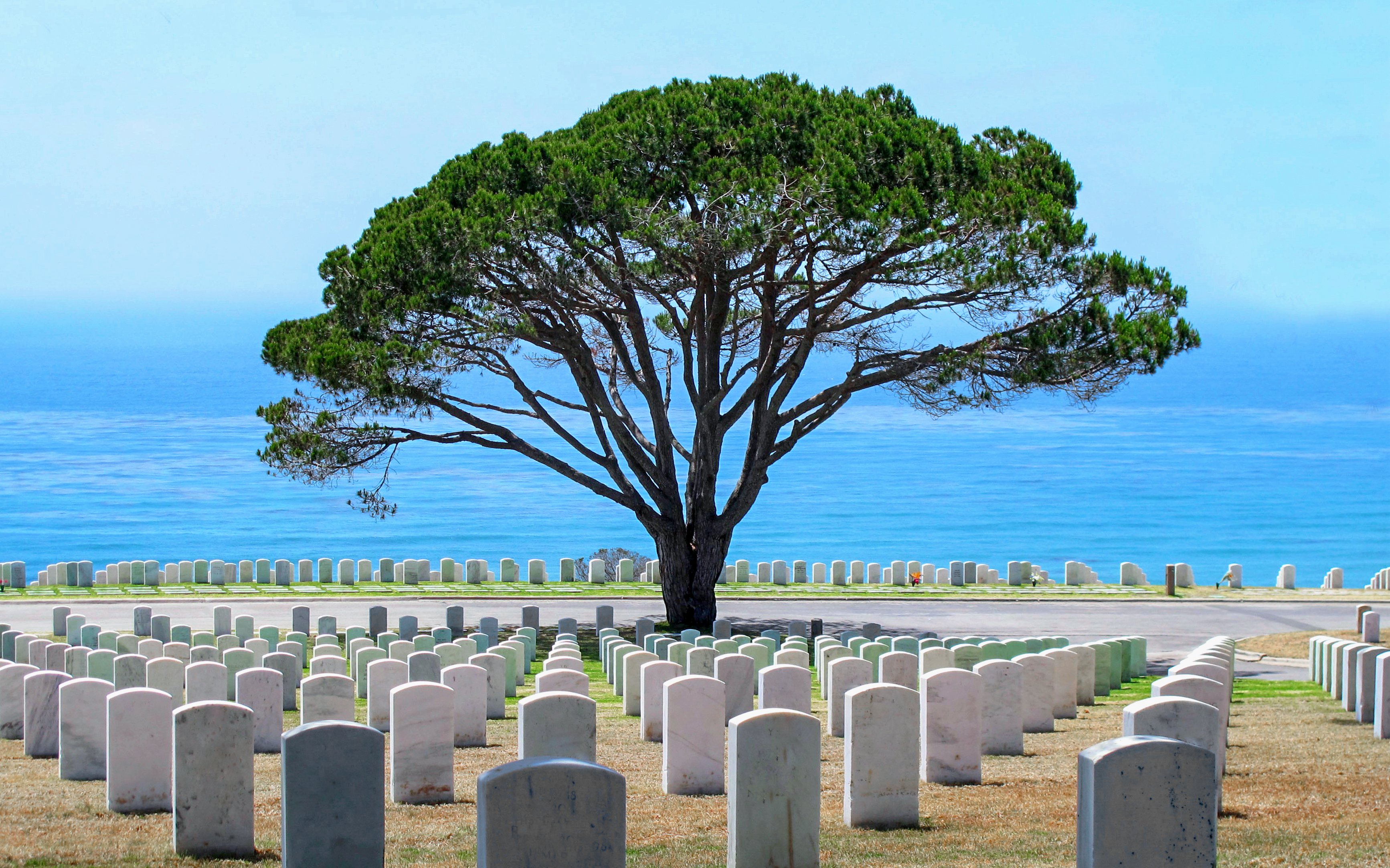 Gravestones and tree at Fort Rosecrans National Cemetery, overlooking the ocean in San Diego, California.