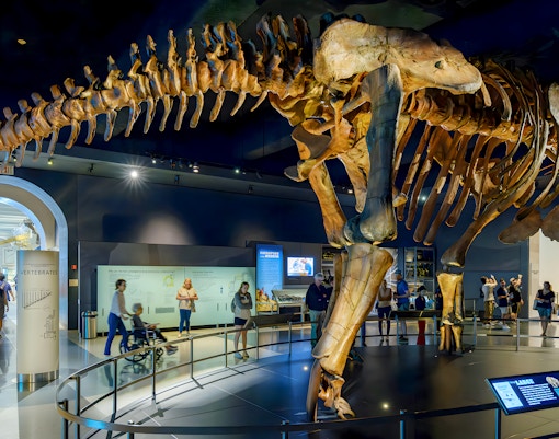 Dinosaur skeletons displayed in Fossil Halls, New York Museum of Natural History.