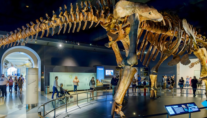 Titanosaurus in Fossil Halls, New York Museum of Natural History.