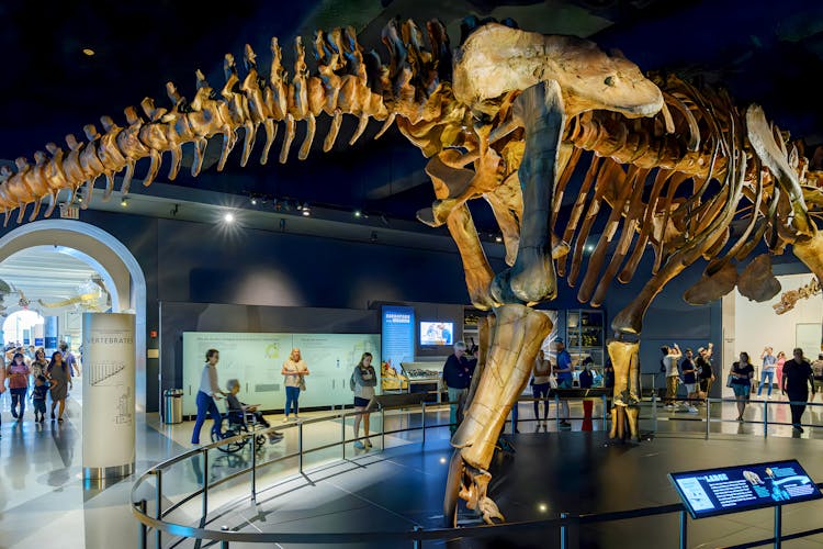 American Museum of Natural History