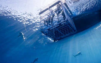 Guests in cage viewing sharks during North Shore Shark Cage Diving in Oahu.