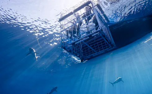 Guests in cage viewing sharks during North Shore Shark Cage Diving in Oahu.