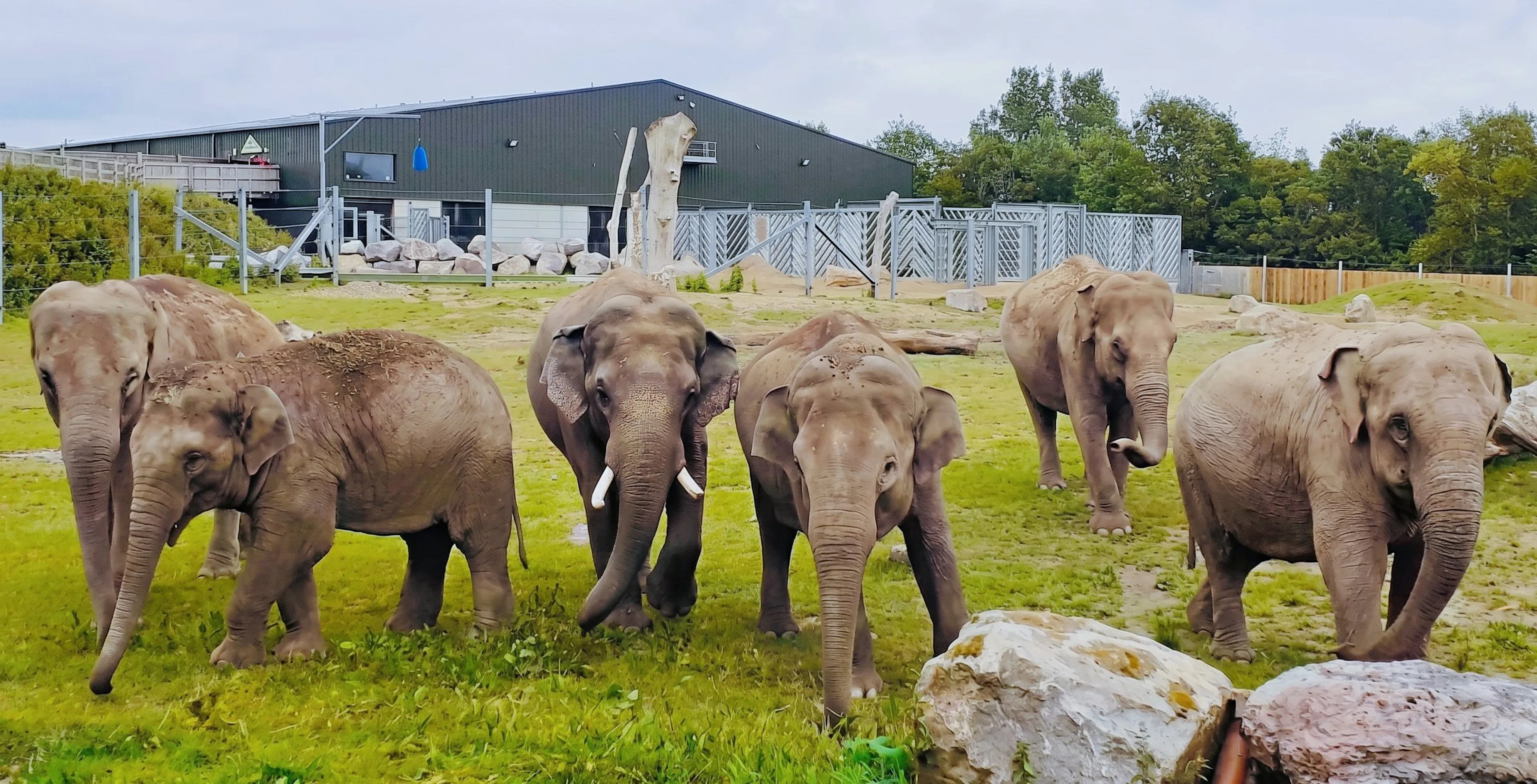 Elephants walking in an enclosure at Blackpool Zoo.