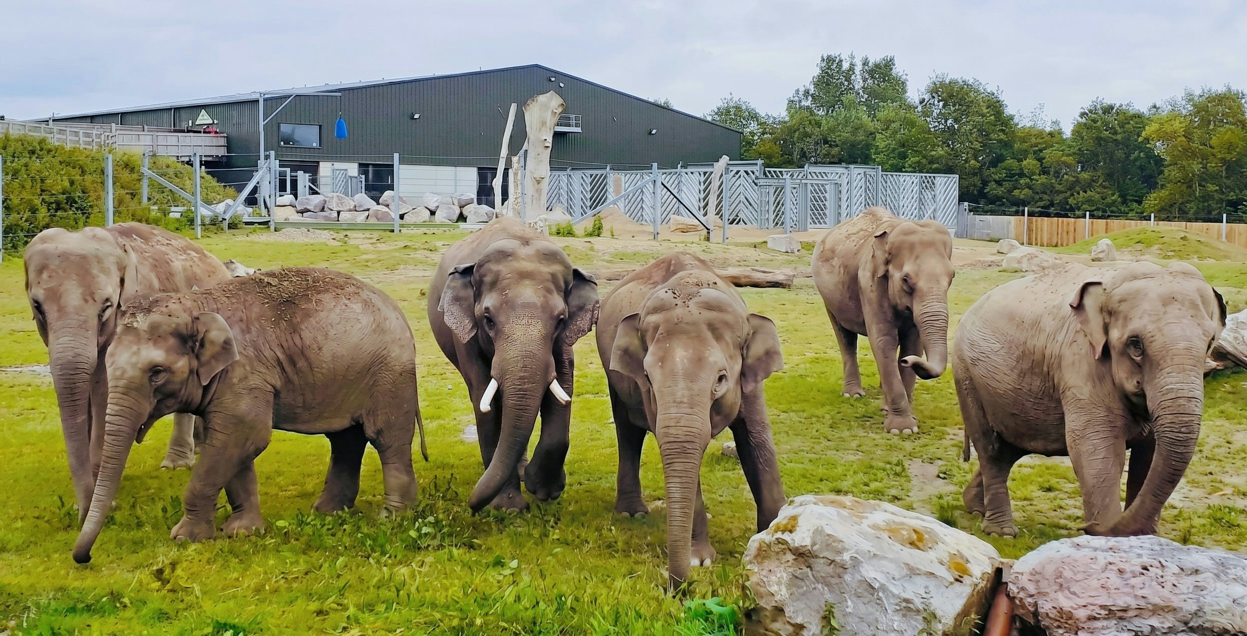 Elephants walking in an enclosure at Blackpool Zoo.