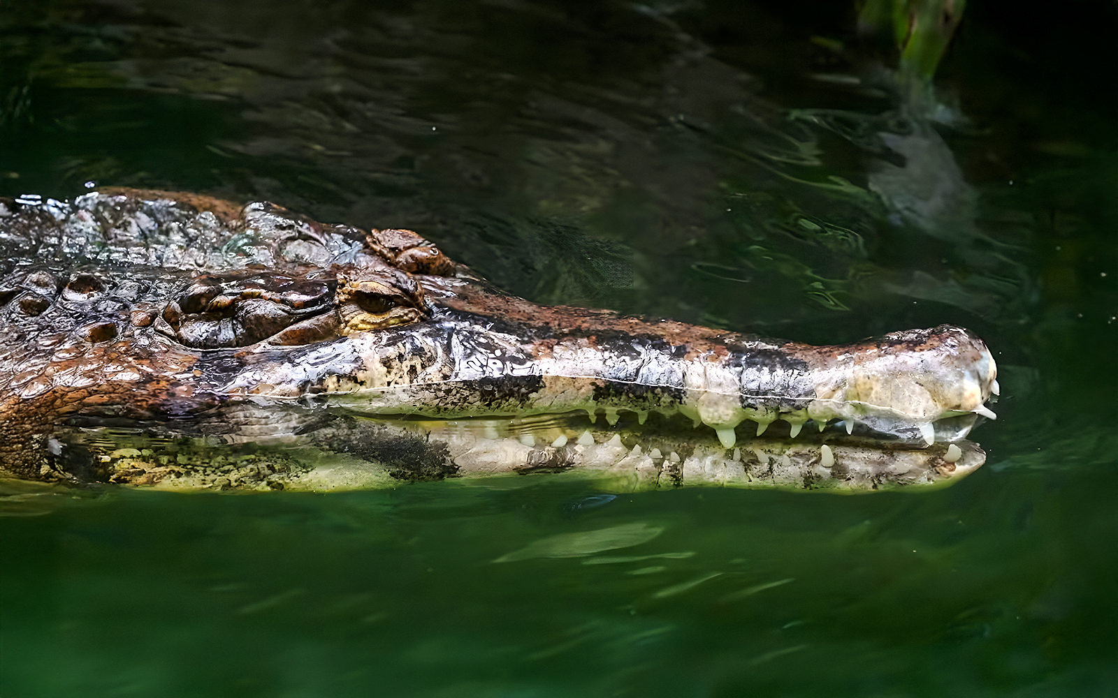 Malayan gharial swimming in green water.