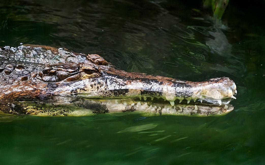 Malayan gharial swimming in green water.