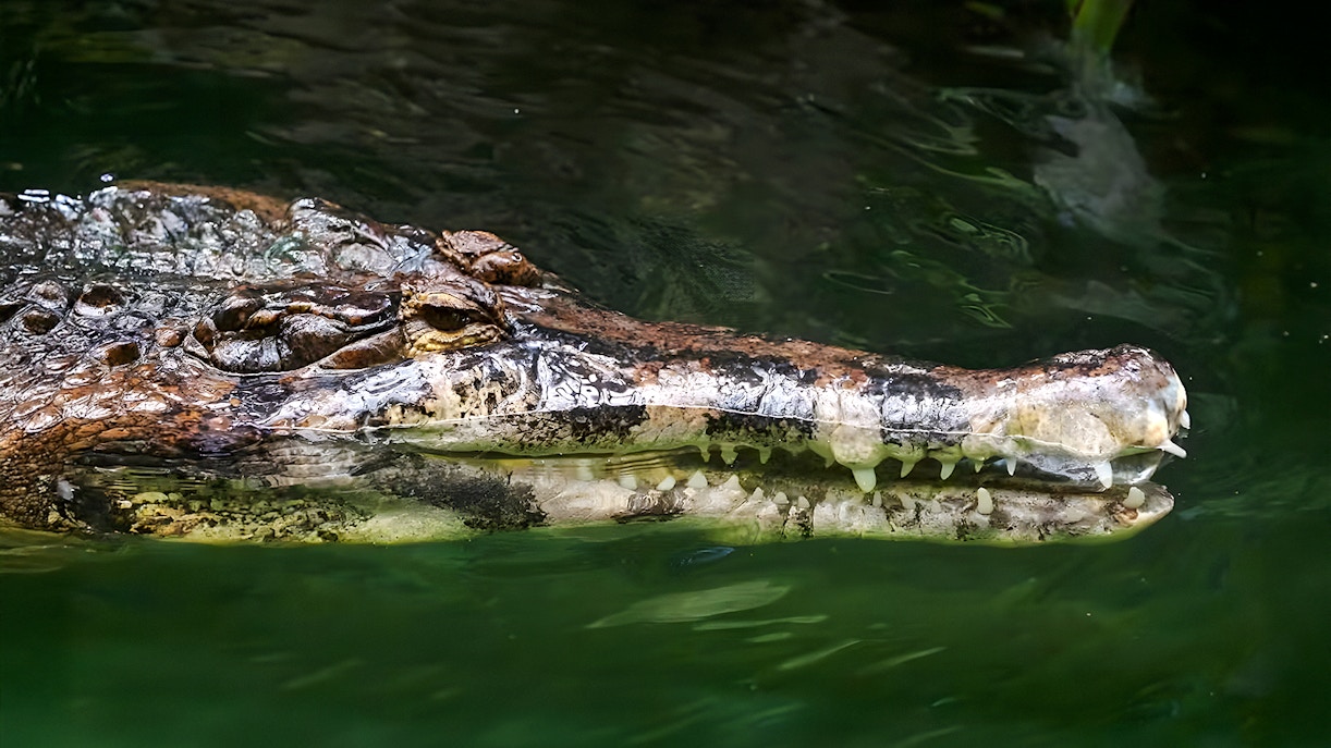 Malayan gharial swimming in green water.