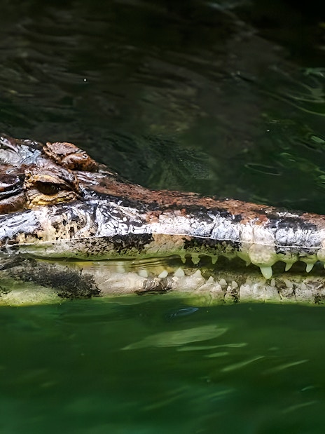 Malayan gharial swimming in green water.