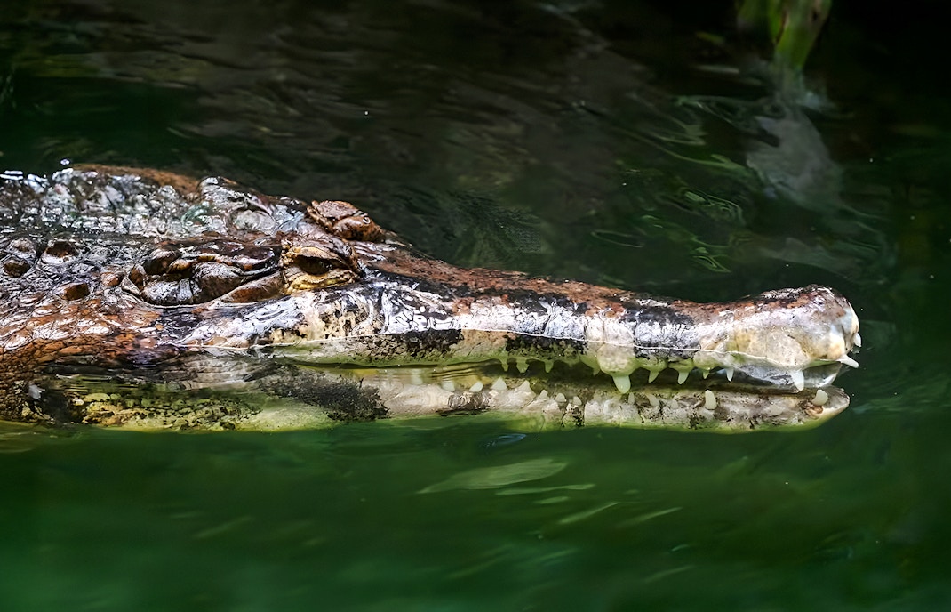 Malayan gharial swimming in green water.