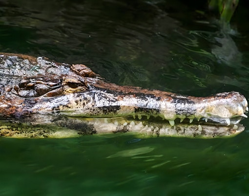 Malayan gharial swimming in green water.