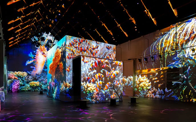 Clownfish and coral projections at The Sea Exhibition, Fabrique des Lumières.