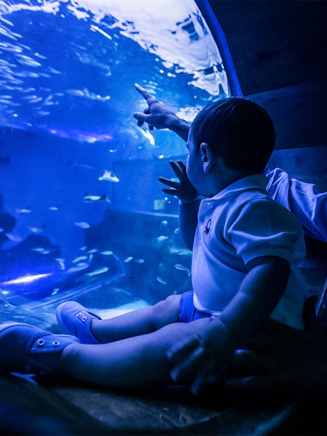 Father and child observing fish at Seville Aquarium.
