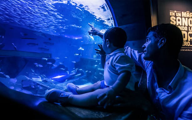 Father and child observing fish at Seville Aquarium.