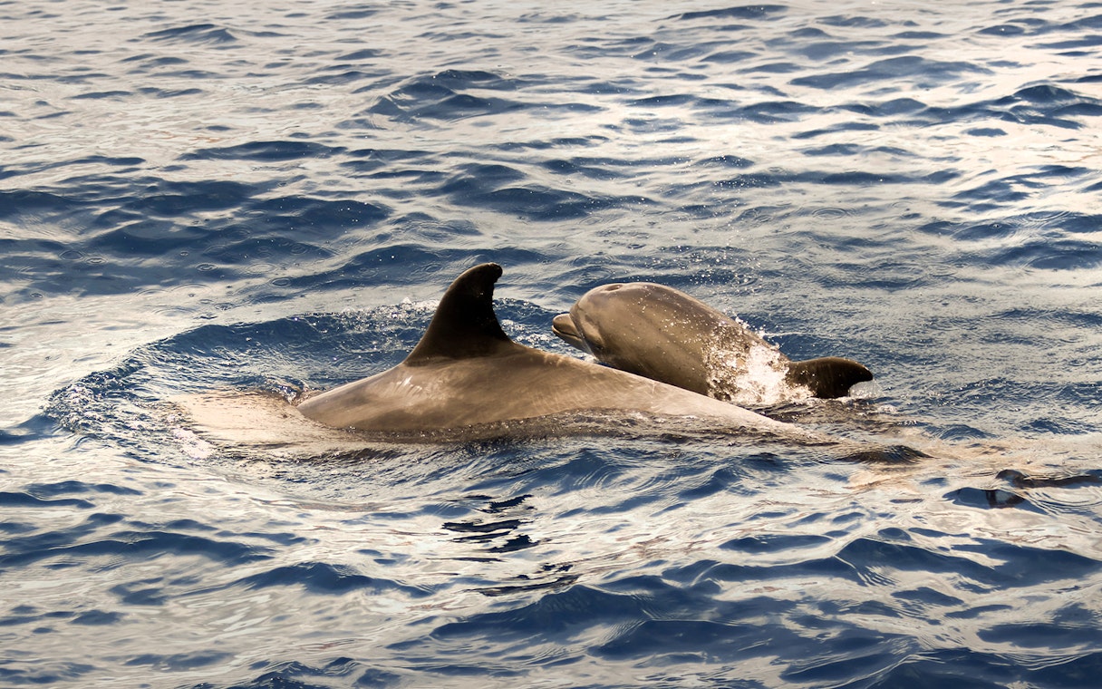 Dolphins swimming in the ocean during a sunset whale watching sail in Maui, Hawaii.