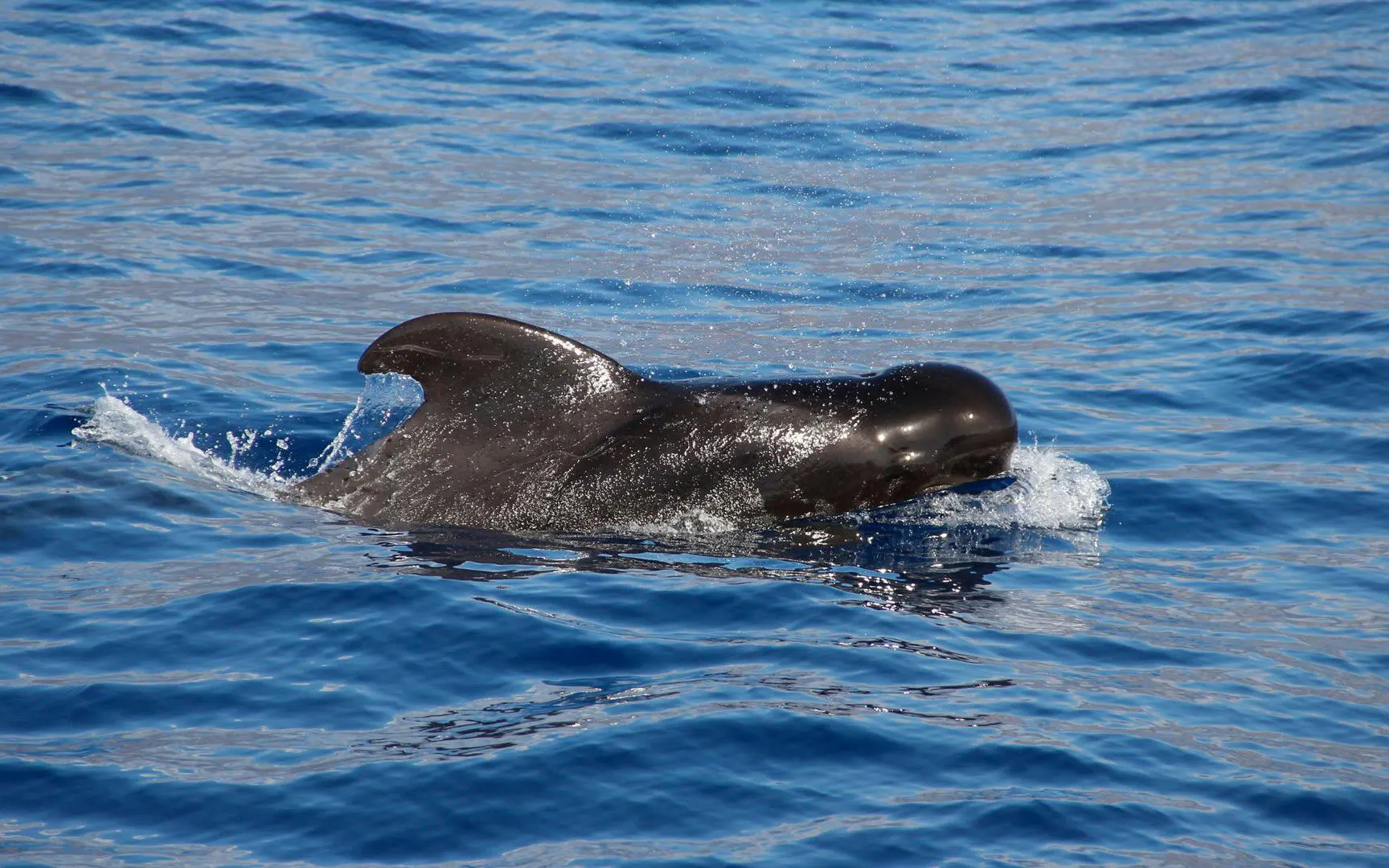Pilot whale swimming in the ocean near Funchal during a catamaran tour.