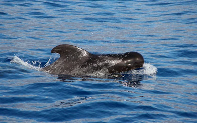 Pilot whale swimming in the ocean near Funchal during a catamaran tour.