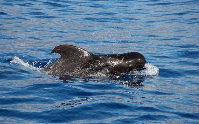 Pilot whale swimming in the ocean near Funchal during a catamaran tour.