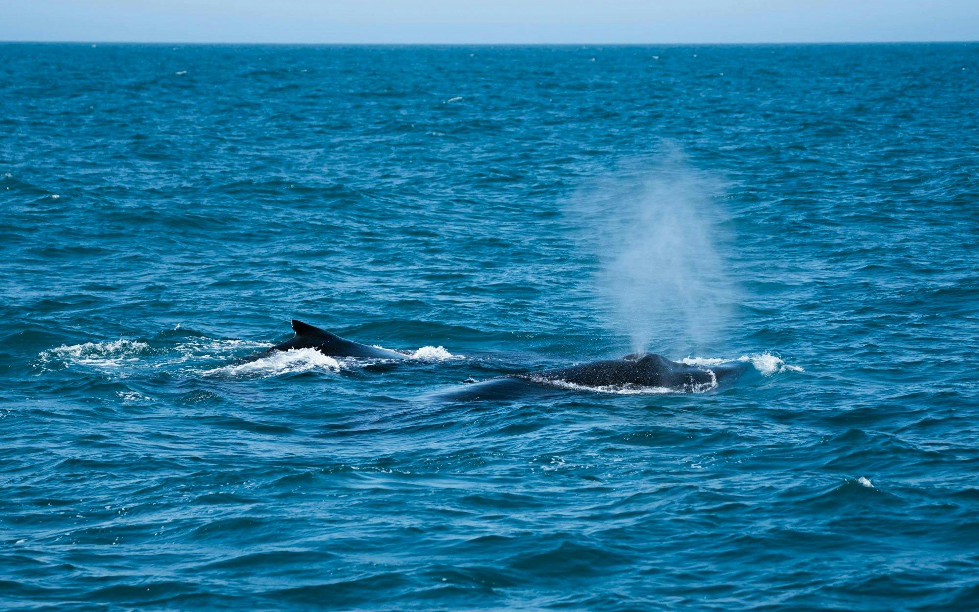 Whale surfacing in ocean during Wilsons Prom Whale Adventure Cruise.